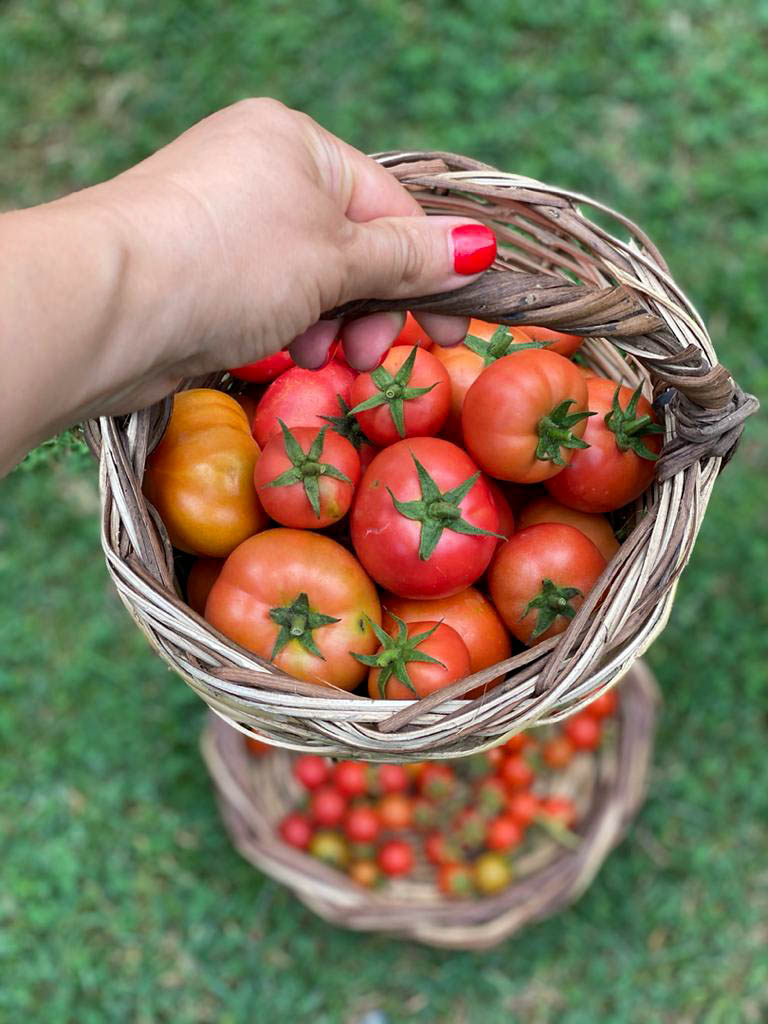 basket of tomatoes