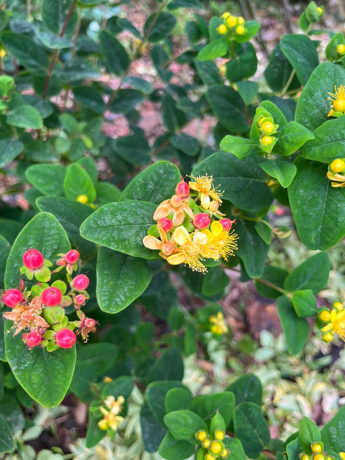 St. John's Wort in season